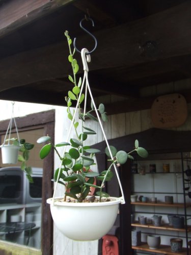 グリーンドラム ５号吊り 植物と暮らす M Plant