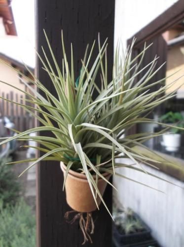 チランジア ベルゲリ 植物と暮らす M Plant チランジア ベルゲリ 植物と暮らす M Plant