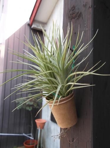 チランジア ベルゲリ 植物と暮らす M Plant チランジア ベルゲリ 植物と暮らす M Plant