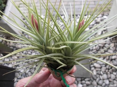 チランジア ベルゲリ 植物と暮らす M Plant チランジア ベルゲリ 植物と暮らす M Plant