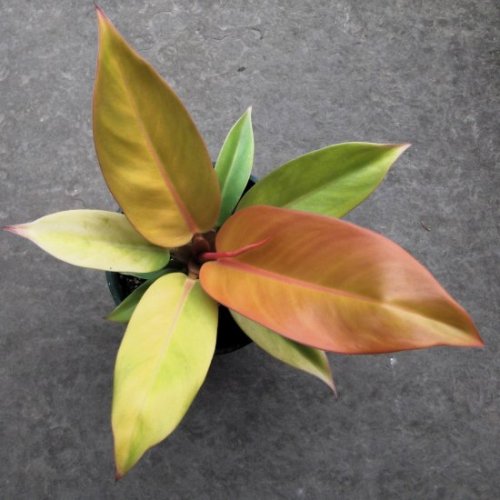 非常希少Philodendron “Spiritus sancti” フィロデンドロン スピリタス 