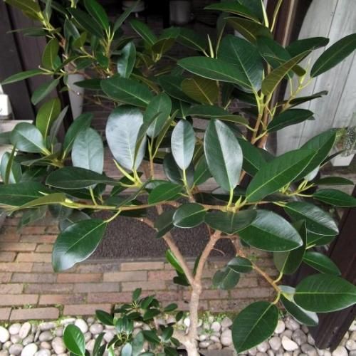 フィカス・ルビギノーサ 125cm 8号 - 植物と暮らす m-plant