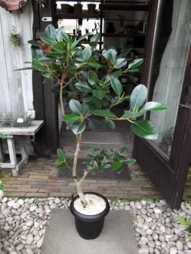 フィカス・ルビギノーサ 125cm 8号 - 植物と暮らす m-plant