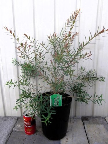 メラレウカ・レッドジェム - 植物と暮らす m-plant