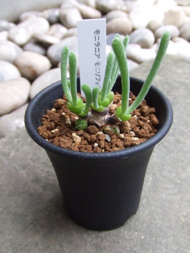 モニラリア・モニリフォルミス - 植物と暮らす m-plant