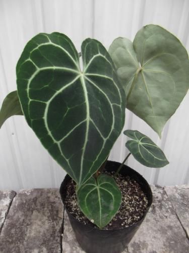 観葉植物 アンスリウム レッド ＆ ピンク 2鉢セット 5号樹脂鉢