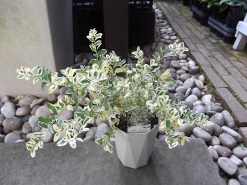 プリペット・カスタードリップル 4号 - 植物と暮らす m-plant