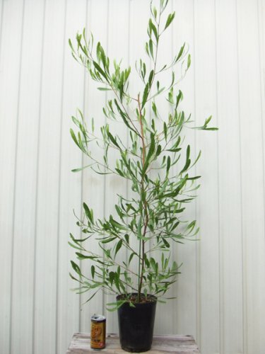 ドドナエア・ヴィスコサ・グリーン 110ｃｍ - 植物と暮らす m-plant