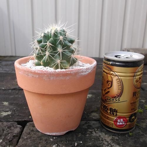 サボテン・金鯱 - 植物と暮らす m-plant