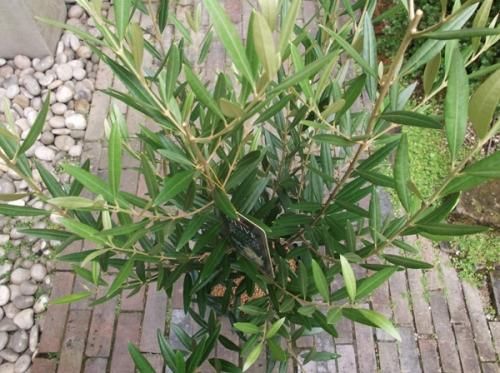 オリーブ ヒナカゼ 8号 100cm 植物と暮らす M Plant オリーブ ヒナカゼ 8号 100cm 植物と暮らす M Plant
