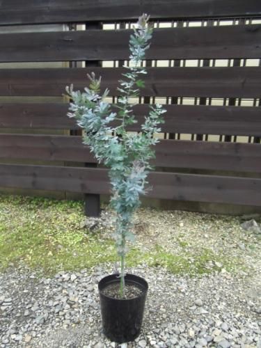 yu-さん専用　アカシアプルプレア アカシアプルプレア プルプレアは銀葉アカシアの紫葉タイプです