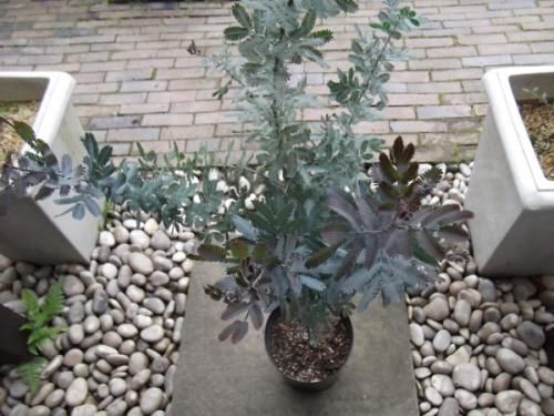 アカシア・プルプレア 7号 - 植物と暮らす m-plant