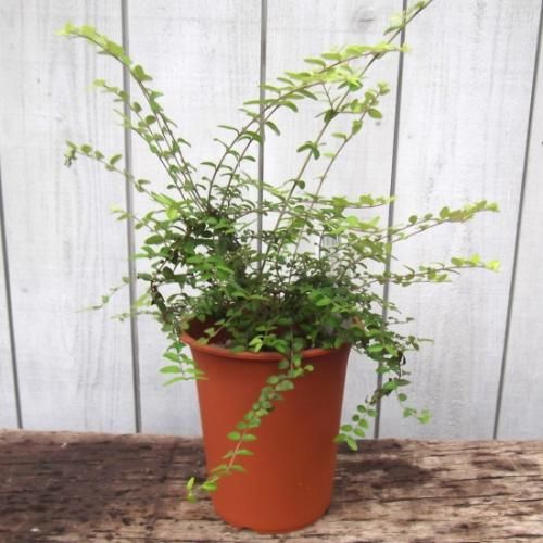 ロニセラ ニティダ レッドチップ 5号 植物と暮らす M Plant ロニセラ ニティダ レッドチップ 5号 植物と暮らす M Plant