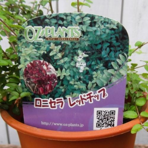ロニセラ ニティダ レッドチップ 5号 植物と暮らす M Plant ロニセラ ニティダ レッドチップ 5号 植物と暮らす M Plant