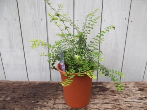 ロニセラ ニティダ レッドチップ 植物と暮らす M Plant ロニセラ ニティダ レッドチップ 植物と暮らす M Plant