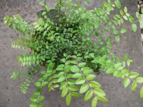 ロニセラ ニティダ レッドチップ 5号 植物と暮らす M Plant ロニセラ ニティダ レッドチップ 5号 植物と暮らす M Plant