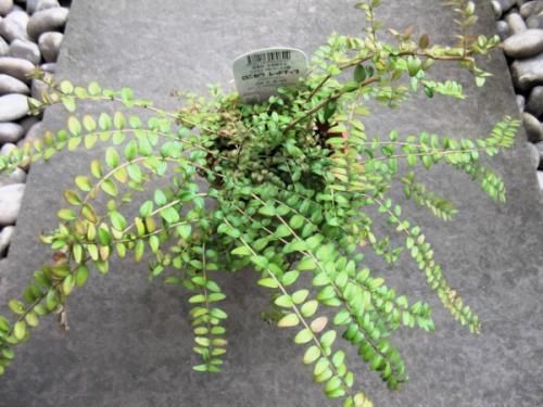 ロニセラ・ニティダ・レッドチップ 4号 - 植物と暮らす m-plant