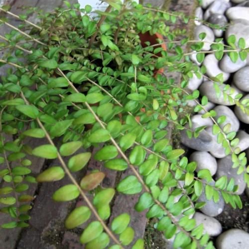 ロニセラ・ニティダ・レッドチップ 4号 - 植物と暮らす m-plant