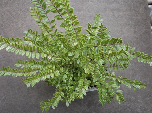 ロニセラ ニティダ レモンビューティー ５号 植物と暮らす M Plant