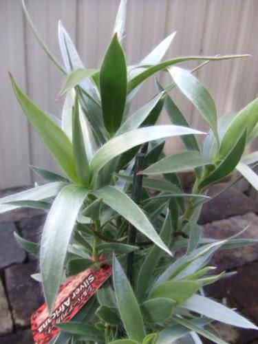 リューカデンドロン・シルバーアフリカーナ - 植物と暮らす m-plant リューカデンドロン・シルバーアフリカーナ - 植物と暮らす m-plant