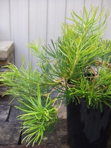 バンクシア バースデーキャンドル 植物と暮らす M Plant バンクシア バースデーキャンドル 植物と暮らす M Plant