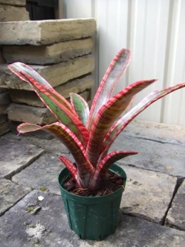 ネオレゲリア ホワイトホットエンバー 植物と暮らす M Plant ネオレゲリア ホワイトホットエンバー 植物と暮らす M Plant
