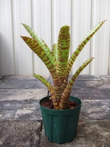 ネオレゲリア カルカロドンタイガー中株 Pof］Neoregelia carcharodon