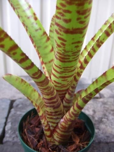 ネオレゲリア タイガーストライプ 植物と暮らす M Plant ネオレゲリア タイガーストライプ 植物と暮らす M Plant