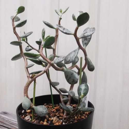 アドロミスクス 松虫 植物と暮らす M Plant アドロミスクス 松虫 植物と暮らす M Plant