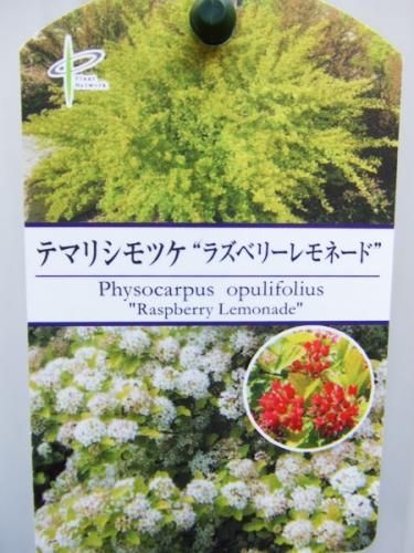 テマリシモツケ ラズベリーレモネード 植物と暮らす M Plant テマリシモツケ ラズベリーレモネード 植物と暮らす M Plant