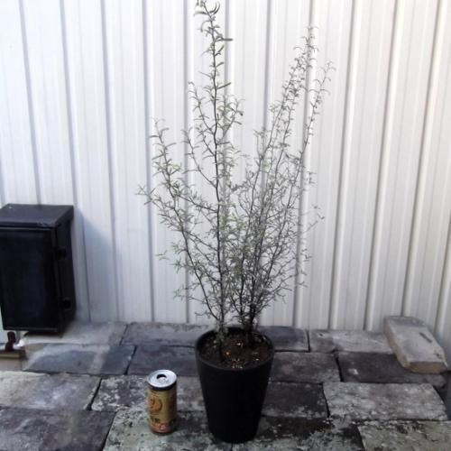 コロキア・コトネアスター 5号 - 植物と暮らす m-plant