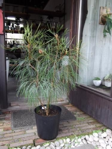 グレビレア ロンギスティーラエレガンス | To.r 植物店