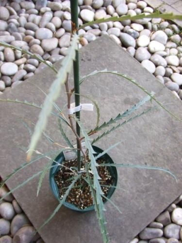 グレビレア・ロンギフォリア - 植物と暮らす m-plant グレビレア・ロンギフォリア - 植物と暮らす m-plant
