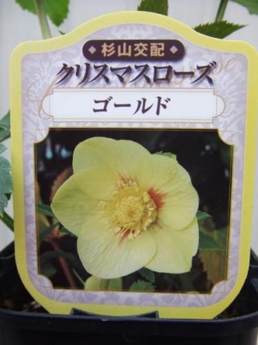 クリスマスローズ オリエンタリス ゴールド 植物と暮らす M Plant クリスマスローズ オリエンタリス ゴールド 植物と暮らす M Plant
