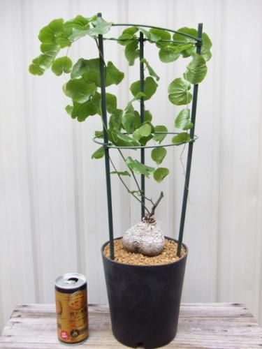 いつえまさん専用ゾウM、パキプス、亀甲竜 キッコウリュウ（亀甲竜