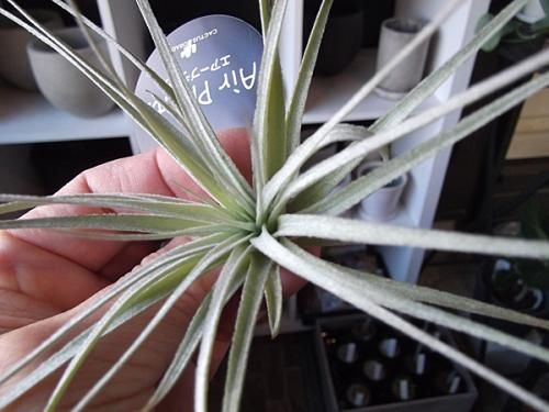 チランジア・コットンキャンディー - 植物と暮らす m-plant チランジア・コットンキャンディー - 植物と暮らす m-plant