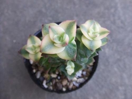 多肉植物　クラッスラ　南十字星　カット3本 クラッスラ：南十字星3号硬質ポット の通販 | 園芸ネット