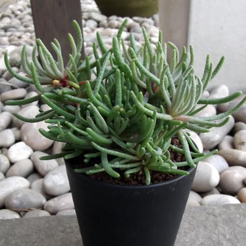 フィロボルス・レスルゲンス - 植物と暮らす m-plant