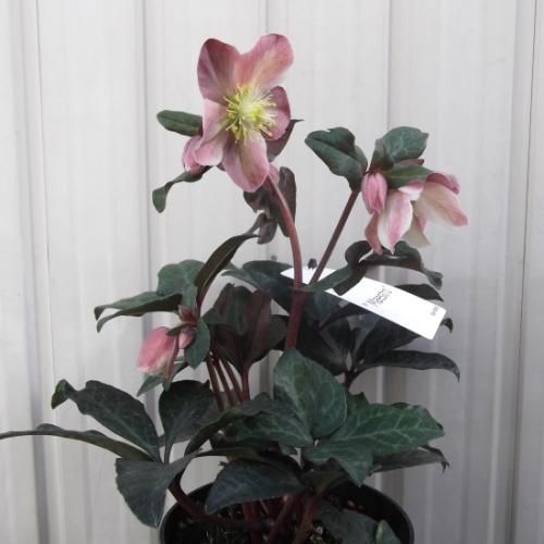 クリスマスローズ マエストロ 花付き 植物と暮らす M Plant