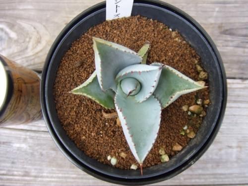 アガベ・ピグマエア・ドラゴントゥース - 植物と暮らす m-plant