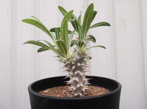パキポディウム・ホロンベンセ（実生） - 植物と暮らす m-plant