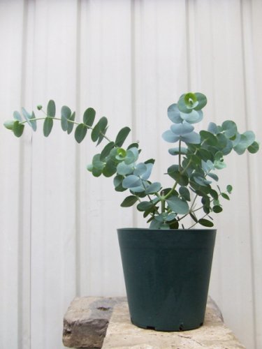 ユーカリ・ベイビーブルー - 植物と暮らす m-plant
