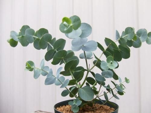 ユーカリ ベイビーブルー 植物と暮らす M Plant ユーカリ ベイビーブルー 植物と暮らす M Plant