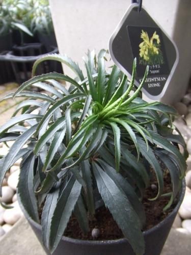 クリスマスローズ フェチダス Sopron 植物と暮らす M Plant クリスマスローズ フェチダス Sopron 植物と暮らす M Plant