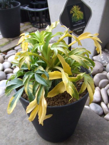 クリスマスローズ フェチダス Yellow Wilgenbroek 植物と暮らす M Plant