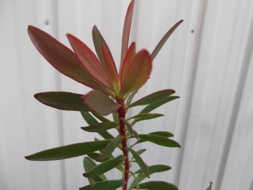 リューカデンドロン・サファリサンセット 5号 - 植物と暮らす m リューカデンドロン・サファリサンセット 5号 - 植物と暮らす m