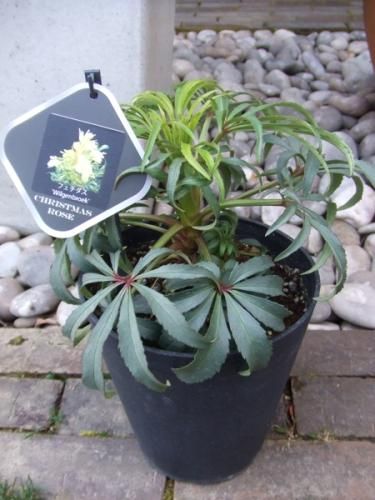 クリスマスローズ フェチダス Wilgenbroek 植物と暮らす M Plant クリスマスローズ フェチダス Wilgenbroek 植物と暮らす M Plant