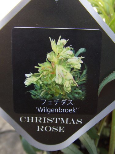 クリスマスローズ フェチダス Wilgenbroek 植物と暮らす M Plant