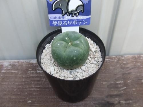 翠冠玉（スイカンギョク） - 植物と暮らす m-plant