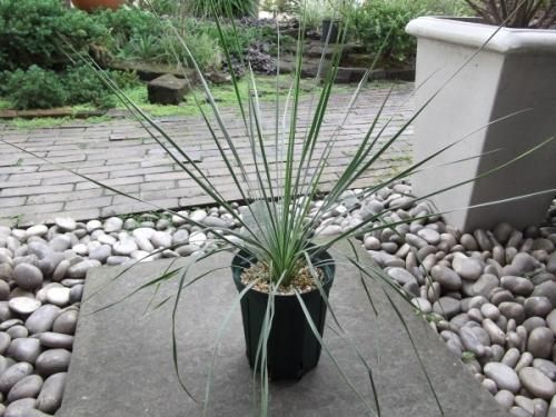 ユッカ・トンプソニアナ 5号 - 植物と暮らす m-plant